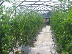 Tomates sous abri froid